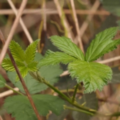 Rubus anglocandicans (Blackberry) at Bruce, ACT - 1 Oct 2023 by ConBoekel