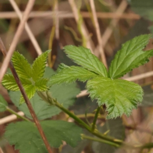 Rubus anglocandicans at Bruce Ridge to Gossan Hill - 2 Oct 2023