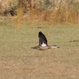 Anas gracilis at Albury - 30 Dec 2023 07:00 AM