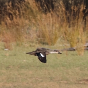 Anas gracilis at Albury - 30 Dec 2023 07:00 AM