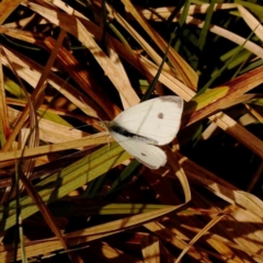 Pieris rapae (Cabbage White) at Bruce, ACT - 1 Oct 2023 by ConBoekel