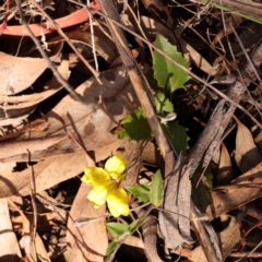 Goodenia hederacea subsp. hederacea (Ivy Goodenia, Forest Goodenia) at Bruce Ridge to Gossan Hill - 1 Oct 2023 by ConBoekel