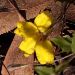 Goodenia hederacea subsp. hederacea at Bruce Ridge to Gossan Hill - 2 Oct 2023