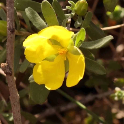 Hibbertia obtusifolia (Grey Guinea-flower) at Bruce Ridge - 1 Oct 2023 by ConBoekel