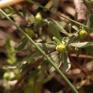 Hibbertia obtusifolia at Bruce Ridge to Gossan Hill - 2 Oct 2023