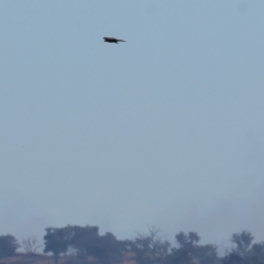 Haliastur sphenurus (Whistling Kite) at Table Top, NSW - 29 Dec 2023 by KylieWaldon