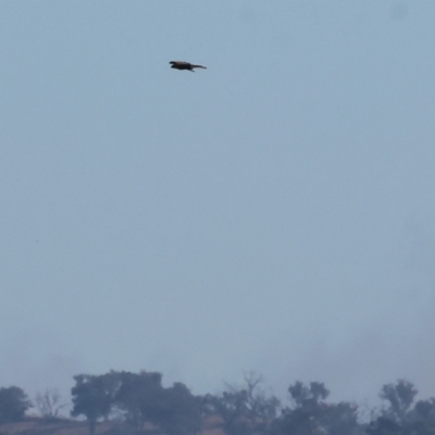 Haliastur sphenurus (Whistling Kite) at Table Top, NSW - 29 Dec 2023 by KylieWaldon