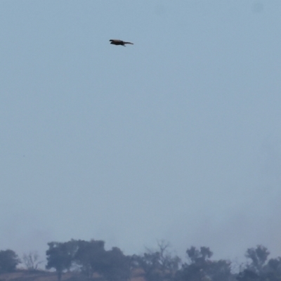 Haliastur sphenurus (Whistling Kite) at Albury - 29 Dec 2023 by KylieWaldon