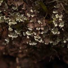 Unidentified Moss, Liverwort or Hornwort at Bruce Ridge - 2 Oct 2023 by ConBoekel