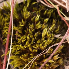 Unidentified Moss, Liverwort or Hornwort at Bruce, ACT - 1 Oct 2023 by ConBoekel