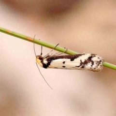 Philobota lysizona (A concealer moth) at Bruce Ridge - 1 Oct 2023 by ConBoekel