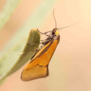 Philobota undescribed species near arabella at Bruce Ridge - 2 Oct 2023 09:28 AM