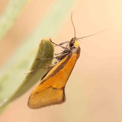 Philobota undescribed species near arabella (A concealer moth) at Bruce Ridge - 1 Oct 2023 by ConBoekel