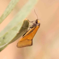 Philobota undescribed species near arabella at Bruce Ridge - 2 Oct 2023 09:28 AM