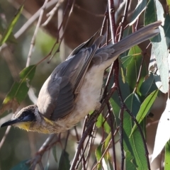 Philemon citreogularis (Little Friarbird) at Albury - 29 Dec 2023 by KylieWaldon