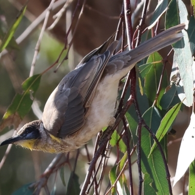 Philemon citreogularis (Little Friarbird) at Table Top, NSW - 29 Dec 2023 by KylieWaldon