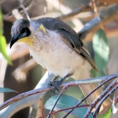 Philemon citreogularis at Table Top Reserve - 30 Dec 2023