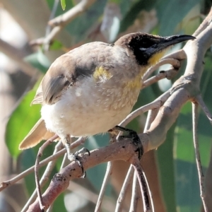 Philemon citreogularis at Table Top Reserve - 30 Dec 2023