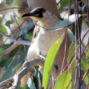 Philemon citreogularis at Table Top Reserve - 30 Dec 2023