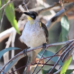 Philemon citreogularis at Table Top Reserve - 30 Dec 2023