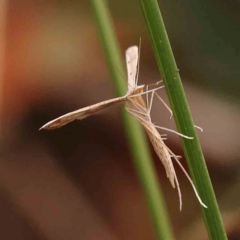 Platyptilia celidotus (Plume Moth) at Bruce Ridge to Gossan Hill - 1 Oct 2023 by ConBoekel