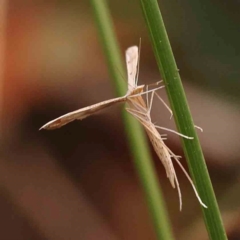 Platyptilia celidotus (Plume Moth) at Bruce, ACT - 1 Oct 2023 by ConBoekel