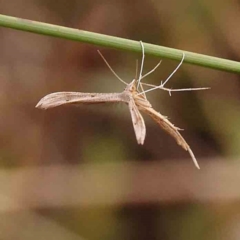 Platyptilia celidotus at Bruce Ridge - 2 Oct 2023