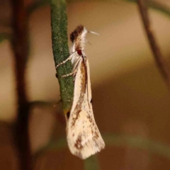 Thema macroscia (A concealer moth) at Bruce, ACT - 1 Oct 2023 by ConBoekel