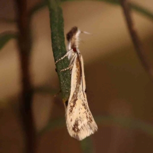 Thema macroscia at Bruce Ridge to Gossan Hill - 2 Oct 2023 09:51 AM