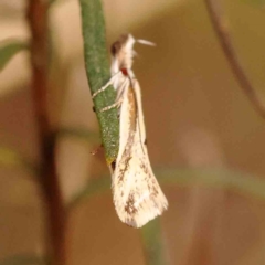 Thema macroscia at Bruce Ridge to Gossan Hill - 2 Oct 2023 09:51 AM