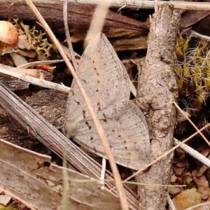 Taxeotis reserata at Bruce Ridge to Gossan Hill - 2 Oct 2023