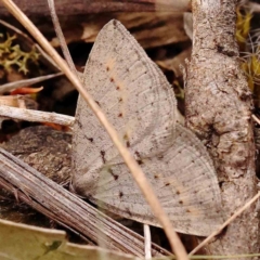 Taxeotis reserata at Bruce Ridge to Gossan Hill - 2 Oct 2023