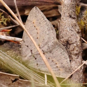 Taxeotis reserata at Bruce Ridge to Gossan Hill - 2 Oct 2023