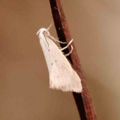 Oecophoridae (family) (Unidentified Oecophorid concealer moth) at Bruce Ridge to Gossan Hill - 2 Oct 2023 by ConBoekel