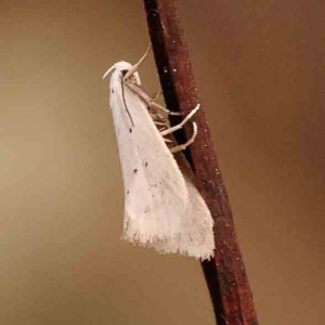 Oecophoridae (family) at Bruce Ridge to Gossan Hill - 2 Oct 2023 11:01 AM