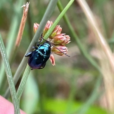 Arsipoda sp. (genus) (A flea beetle) at Crackenback, NSW - 31 Dec 2023 by Mavis
