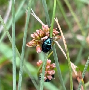 Arsipoda sp. (genus) at Crackenback, NSW - 31 Dec 2023