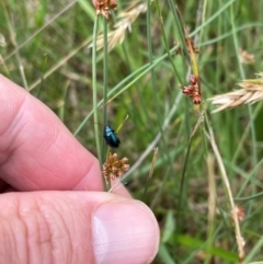 Arsipoda sp. (genus) at Crackenback, NSW - 31 Dec 2023