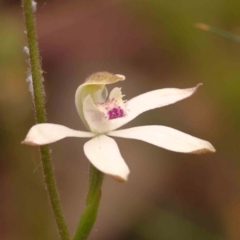 Caladenia moschata (Musky Caps) at Bruce Ridge to Gossan Hill - 1 Oct 2023 by ConBoekel