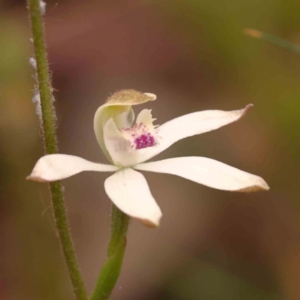 Caladenia moschata at Bruce Ridge to Gossan Hill - suppressed