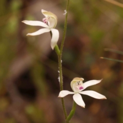 Caladenia moschata at Bruce Ridge to Gossan Hill - suppressed