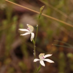 Caladenia moschata at Bruce Ridge to Gossan Hill - suppressed