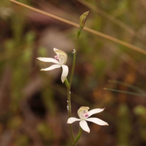 Caladenia moschata at Bruce Ridge to Gossan Hill - suppressed