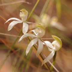 Caladenia moschata (Musky Caps) at Bruce, ACT - 1 Oct 2023 by ConBoekel