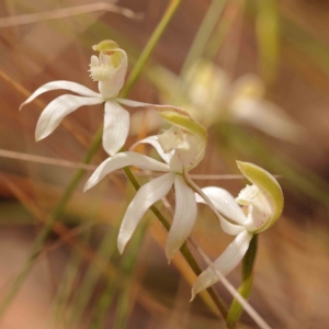 Caladenia moschata at Bruce Ridge to Gossan Hill - 2 Oct 2023