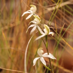 Caladenia moschata at Bruce Ridge to Gossan Hill - 2 Oct 2023