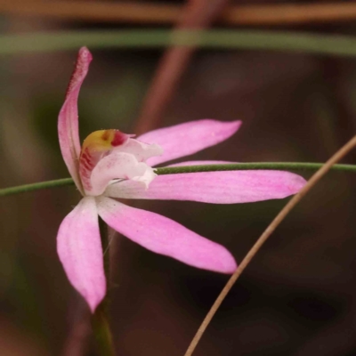 Caladenia fuscata (Dusky Fingers) at Bruce, ACT - 1 Oct 2023 by ConBoekel