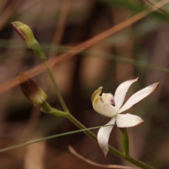 Caladenia moschata (Musky Caps) at Bruce Ridge - 2 Oct 2023 by ConBoekel