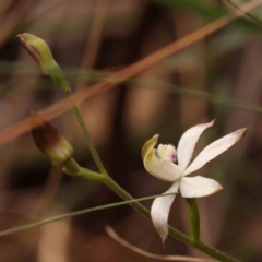 Caladenia moschata (Musky Caps) at Bruce, ACT - 1 Oct 2023 by ConBoekel