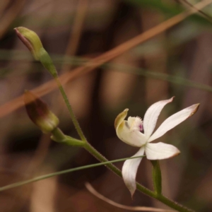 Caladenia moschata at Bruce Ridge to Gossan Hill - 2 Oct 2023